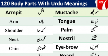 Parts of body in Hindi and Urdu. Body parts names in Urdu. 120 body parts names. Names of parts of body. Vocabulary for kids. Important vocabulary lesson for kids. Kids English lesson. English for kids. Basic English lesson for kids.