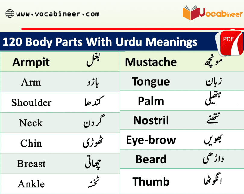 Parts of body in Hindi and Urdu. Body parts names in Urdu. 120 body parts names. Names of parts of body. Vocabulary for kids. Important vocabulary lesson for kids. Kids English lesson. English for kids. Basic English lesson for kids.