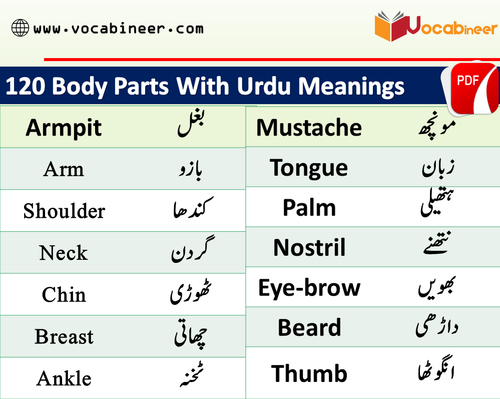 120 Human Body Parts Name in Urdu and Hindi with PDF