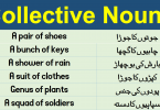 Collective Nouns List in Urdu & Hindi learn list of collective nouns with their meanings in Urdu and Hindi 100 examples of collective nouns.