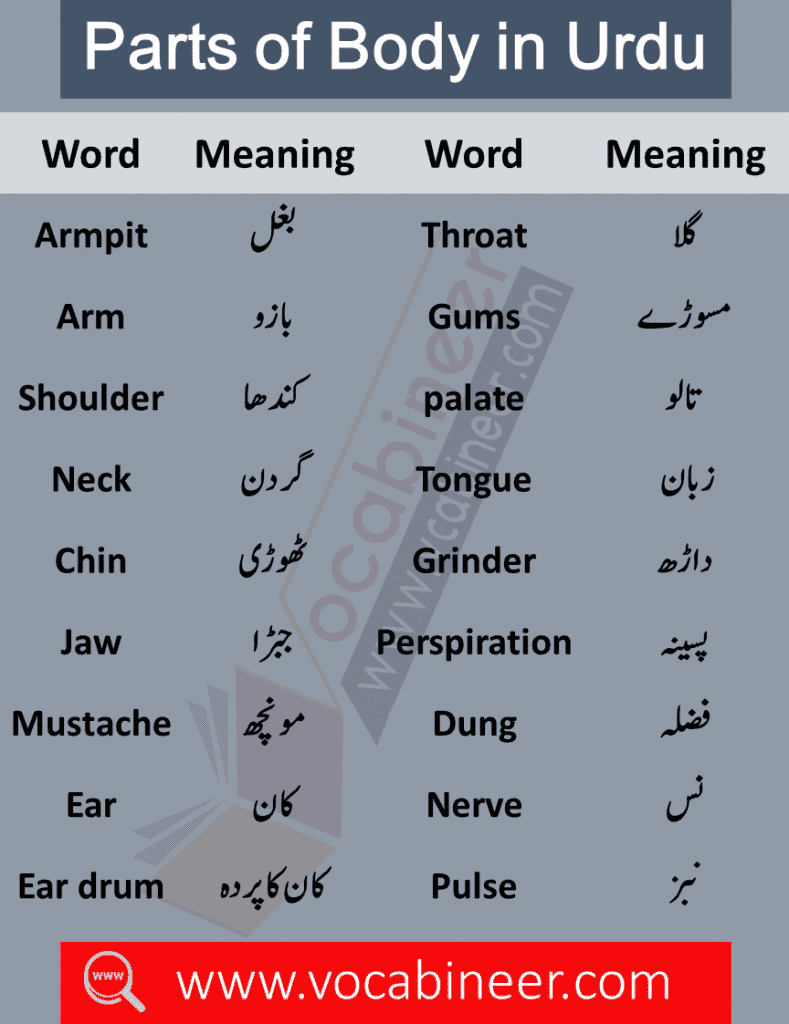 Parts of body in Hindi / Urdu. Body parts names in Urdu. 120 body parts names. Names of parts of body. Vocabulary for kids. Important vocabulary lesson for kids. Kids English lesson. English for kids. Basic English lesson for kids.