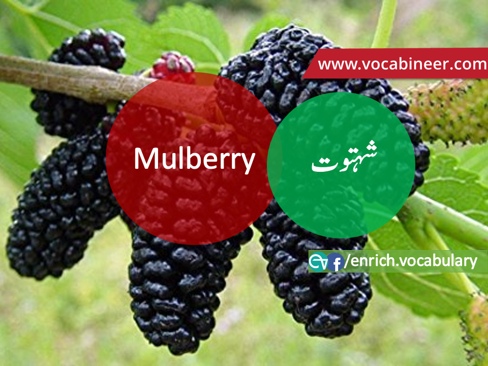 Fruits Vocabulary with Urdu / Hindi, Pictures vocabulary in Urdu, Fruits names with pictures, Fruits vocabulary in Urdu, Names of fruits with pictures, Fruits names with pictures, Vocabulary about fruits, Fruits names., Vocabulary in Urdu, Vocabulary for IELTS, Vocabulary list, Vocabulary Urdu to English, Vocabulary words with meaning, Vocabulary for spoken English, Vocabulary words for A level, Vocabulary words for O level, Vocabulary words for CSS, Vocabulary words for kids, Vocabulary words for GRE, Vocabulary words for TOEFL, Urdu to English Vocabulary, vocabulary for daily use, English words and meanings, list of daily used english words, spoken english words list, english words used in daily life, vocabulary for fpsc, english vocabulary for css, daily use vocabulary, English vocabulary list, spoken english words list, Spoken English vocabulary, Common English words used in daily life, English to Hindi/Urdu vocabulary, English Vocabulary in Hindi / Urdu, English for UPSC / IAS exam, Daily used English vocabulary in Hindi / Urdu, Hindi / Urdu to English basic vocabulary, Daily life vocabulary in Hindi / Urdu,.wwwvocabineer.com