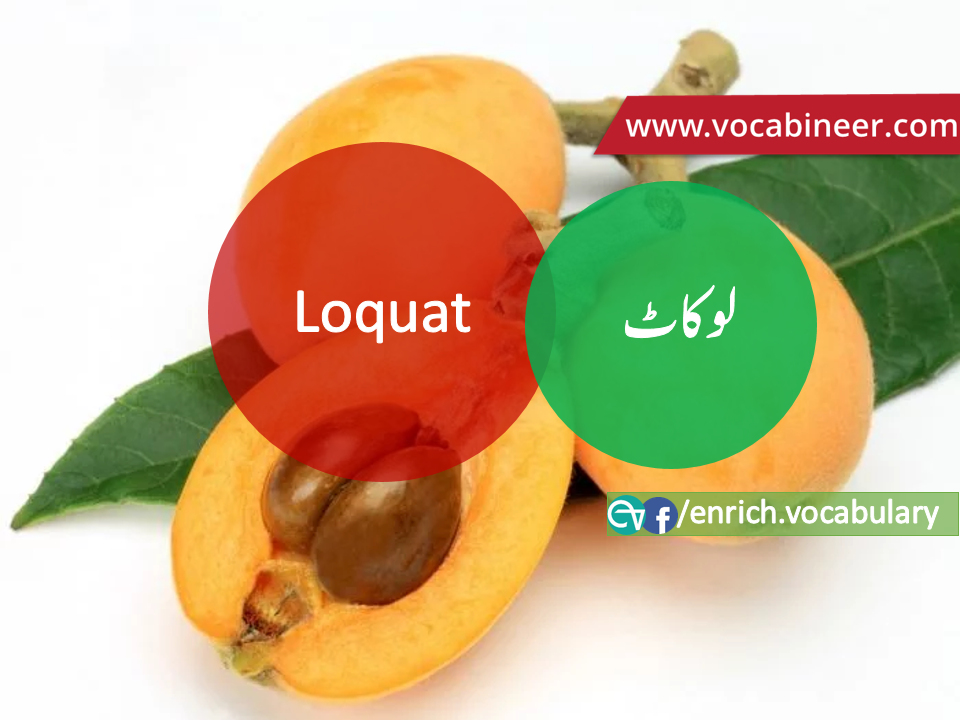 Fruits Vocabulary with Urdu / Hindi, Pictures vocabulary in Urdu, Fruits names with pictures, Fruits vocabulary in Urdu, Names of fruits with pictures, Fruits names with pictures, Vocabulary about fruits, Fruits names., Vocabulary in Urdu, Vocabulary for IELTS, Vocabulary list, Vocabulary Urdu to English, Vocabulary words with meaning, Vocabulary for spoken English, Vocabulary words for A level, Vocabulary words for O level, Vocabulary words for CSS, Vocabulary words for kids, Vocabulary words for GRE, Vocabulary words for TOEFL, Urdu to English Vocabulary, vocabulary for daily use, English words and meanings, list of daily used english words, spoken english words list, english words used in daily life, vocabulary for fpsc, english vocabulary for css, daily use vocabulary, English vocabulary list, spoken english words list, Spoken English vocabulary, Common English words used in daily life, English to Hindi/Urdu vocabulary, English Vocabulary in Hindi / Urdu, English for UPSC / IAS exam, Daily used English vocabulary in Hindi / Urdu, Hindi / Urdu to English basic vocabulary, Daily life vocabulary in Hindi / Urdu,.wwwvocabineer.com