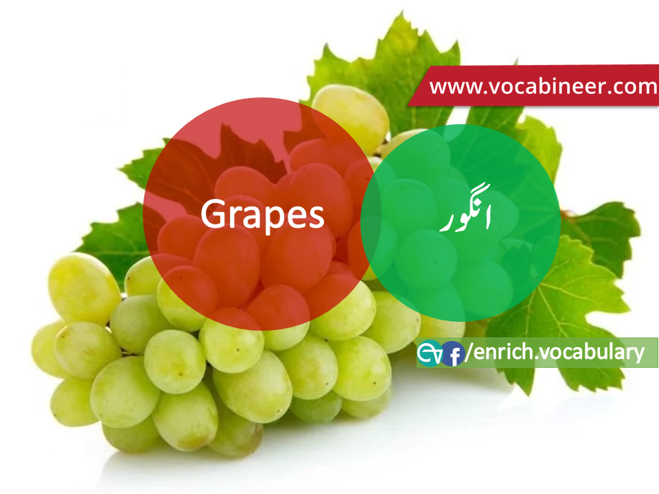 Fruits Vocabulary with Urdu / Hindi, Pictures vocabulary in Urdu, Fruits names with pictures, Fruits vocabulary in Urdu, Names of fruits with pictures, Fruits names with pictures, Vocabulary about fruits, Fruits names., Vocabulary in Urdu, Vocabulary for IELTS, Vocabulary list, Vocabulary Urdu to English, Vocabulary words with meaning, Vocabulary for spoken English, Vocabulary words for A level, Vocabulary words for O level, Vocabulary words for CSS, Vocabulary words for kids, Vocabulary words for GRE, Vocabulary words for TOEFL, Urdu to English Vocabulary, vocabulary for daily use, English words and meanings, list of daily used english words, spoken english words list, english words used in daily life, vocabulary for fpsc, english vocabulary for css, daily use vocabulary, English vocabulary list, spoken english words list, Spoken English vocabulary, Common English words used in daily life, English to Hindi/Urdu vocabulary, English Vocabulary in Hindi / Urdu, English for UPSC / IAS exam, Daily used English vocabulary in Hindi / Urdu, Hindi / Urdu to English basic vocabulary, Daily life vocabulary in Hindi / Urdu,.wwwvocabineer.com