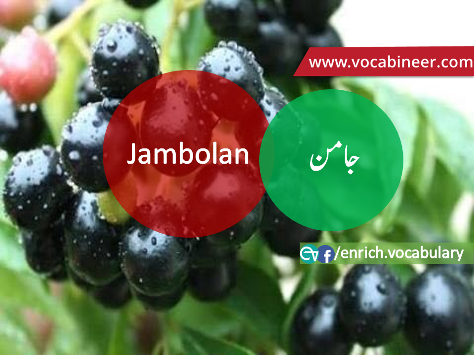 Fruits Vocabulary with Urdu / Hindi, Pictures vocabulary in Urdu, Fruits names with pictures, Fruits vocabulary in Urdu, Names of fruits with pictures, Fruits names with pictures, Vocabulary about fruits, Fruits names., Vocabulary in Urdu, Vocabulary for IELTS, Vocabulary list, Vocabulary Urdu to English, Vocabulary words with meaning, Vocabulary for spoken English, Vocabulary words for A level, Vocabulary words for O level, Vocabulary words for CSS, Vocabulary words for kids, Vocabulary words for GRE, Vocabulary words for TOEFL, Urdu to English Vocabulary, vocabulary for daily use, English words and meanings, list of daily used english words, spoken english words list, english words used in daily life, vocabulary for fpsc, english vocabulary for css, daily use vocabulary, English vocabulary list, spoken english words list, Spoken English vocabulary, Common English words used in daily life, English to Hindi/Urdu vocabulary, English Vocabulary in Hindi / Urdu, English for UPSC / IAS exam, Daily used English vocabulary in Hindi / Urdu, Hindi / Urdu to English basic vocabulary, Daily life vocabulary in Hindi / Urdu,.wwwvocabineer.com