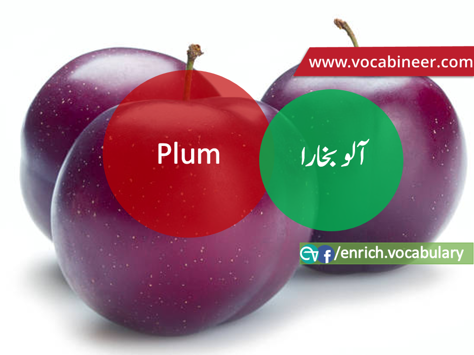 Fruits Vocabulary with Urdu / Hindi, Pictures vocabulary in Urdu, Fruits names with pictures, Fruits vocabulary in Urdu, Names of fruits with pictures, Fruits names with pictures, Vocabulary about fruits, Fruits names., Vocabulary in Urdu, Vocabulary for IELTS, Vocabulary list, Vocabulary Urdu to English, Vocabulary words with meaning, Vocabulary for spoken English, Vocabulary words for A level, Vocabulary words for O level, Vocabulary words for CSS, Vocabulary words for kids, Vocabulary words for GRE, Vocabulary words for TOEFL, Urdu to English Vocabulary, vocabulary for daily use, English words and meanings, list of daily used english words, spoken english words list, english words used in daily life, vocabulary for fpsc, english vocabulary for css, daily use vocabulary, English vocabulary list, spoken english words list, Spoken English vocabulary, Common English words used in daily life, English to Hindi/Urdu vocabulary, English Vocabulary in Hindi / Urdu, English for UPSC / IAS exam, Daily used English vocabulary in Hindi / Urdu, Hindi / Urdu to English basic vocabulary, Daily life vocabulary in Hindi / Urdu,.wwwvocabineer.com