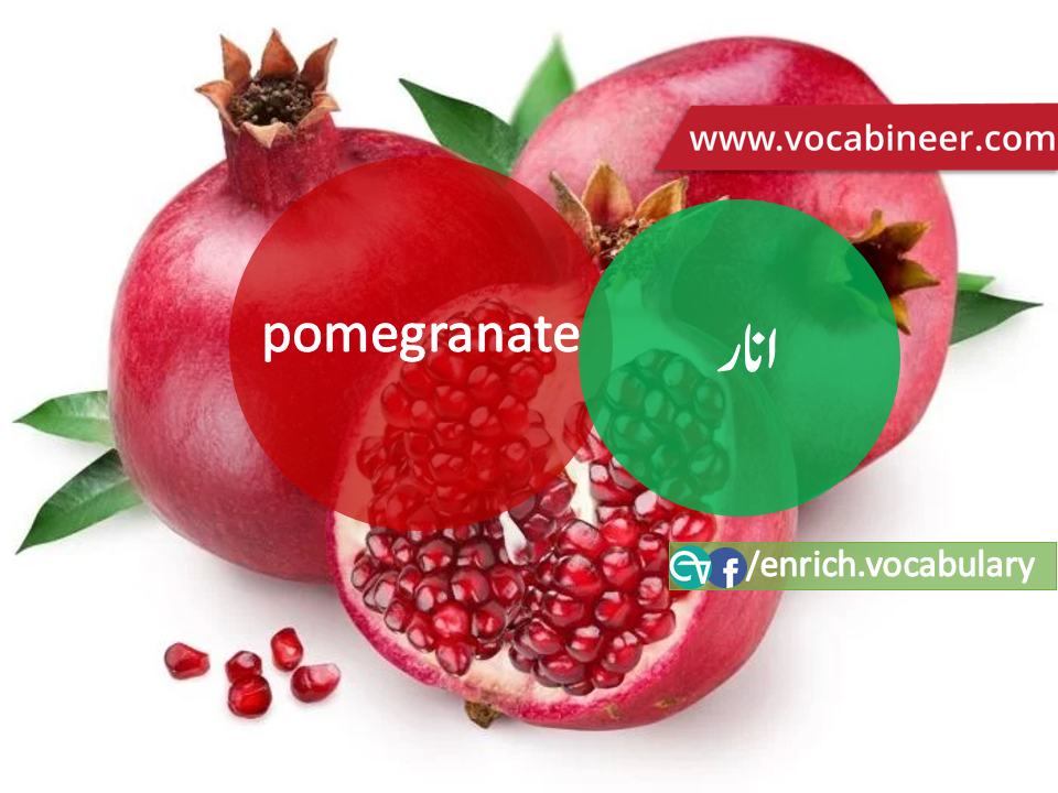 Fruits Vocabulary with Urdu / Hindi, Pictures vocabulary in Urdu, Fruits names with pictures, Fruits vocabulary in Urdu, Names of fruits with pictures, Fruits names with pictures, Vocabulary about fruits, Fruits names., Vocabulary in Urdu, Vocabulary for IELTS, Vocabulary list, Vocabulary Urdu to English, Vocabulary words with meaning, Vocabulary for spoken English, Vocabulary words for A level, Vocabulary words for O level, Vocabulary words for CSS, Vocabulary words for kids, Vocabulary words for GRE, Vocabulary words for TOEFL, Urdu to English Vocabulary, vocabulary for daily use, English words and meanings, list of daily used english words, spoken english words list, english words used in daily life, vocabulary for fpsc, english vocabulary for css, daily use vocabulary, English vocabulary list, spoken english words list, Spoken English vocabulary, Common English words used in daily life, English to Hindi/Urdu vocabulary, English Vocabulary in Hindi / Urdu, English for UPSC / IAS exam, Daily used English vocabulary in Hindi / Urdu, Hindi / Urdu to English basic vocabulary, Daily life vocabulary in Hindi / Urdu,.wwwvocabineer.com