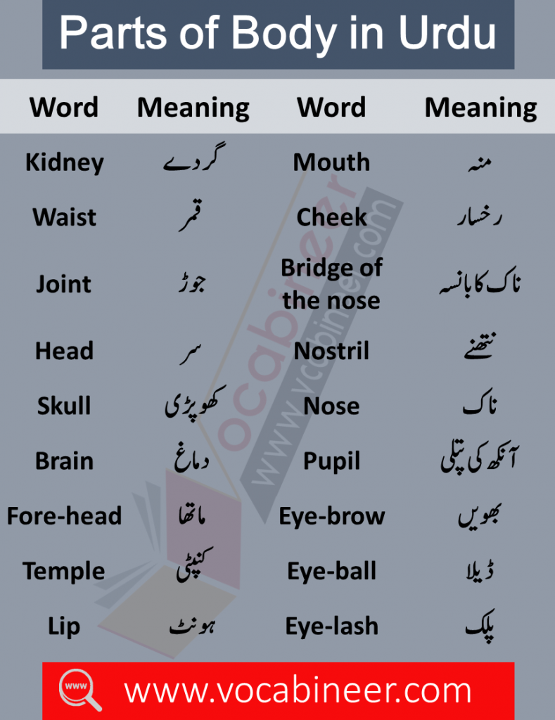 Parts of body in Hindi / Urdu. Body parts names in Urdu. 120 body parts names. Names of parts of body. Vocabulary for kids. Important vocabulary lesson for kids. Kids English lesson. English for kids. Basic English lesson for kids.