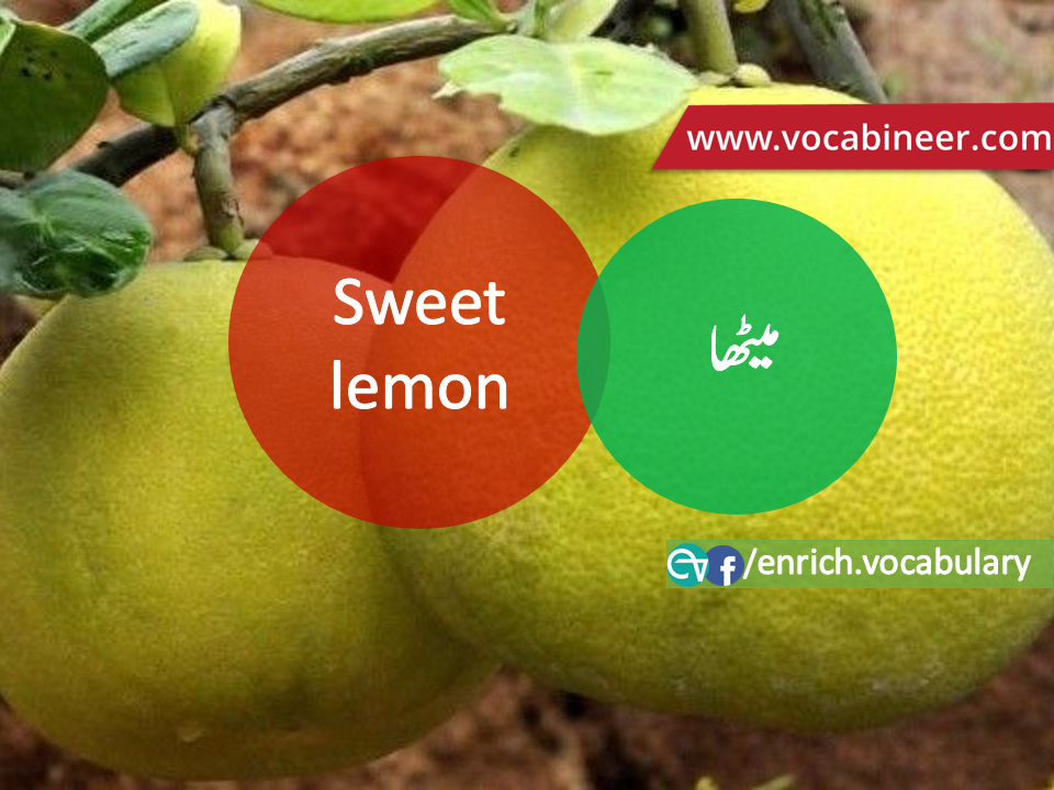 Fruits Vocabulary with Urdu / Hindi, Pictures vocabulary in Urdu, Fruits names with pictures, Fruits vocabulary in Urdu, Names of fruits with pictures, Fruits names with pictures, Vocabulary about fruits, Fruits names., Vocabulary in Urdu, Vocabulary for IELTS, Vocabulary list, Vocabulary Urdu to English, Vocabulary words with meaning, Vocabulary for spoken English, Vocabulary words for A level, Vocabulary words for O level, Vocabulary words for CSS, Vocabulary words for kids, Vocabulary words for GRE, Vocabulary words for TOEFL, Urdu to English Vocabulary, vocabulary for daily use, English words and meanings, list of daily used english words, spoken english words list, english words used in daily life, vocabulary for fpsc, english vocabulary for css, daily use vocabulary, English vocabulary list, spoken english words list, Spoken English vocabulary, Common English words used in daily life, English to Hindi/Urdu vocabulary, English Vocabulary in Hindi / Urdu, English for UPSC / IAS exam, Daily used English vocabulary in Hindi / Urdu, Hindi / Urdu to English basic vocabulary, Daily life vocabulary in Hindi / Urdu,.wwwvocabineer.com