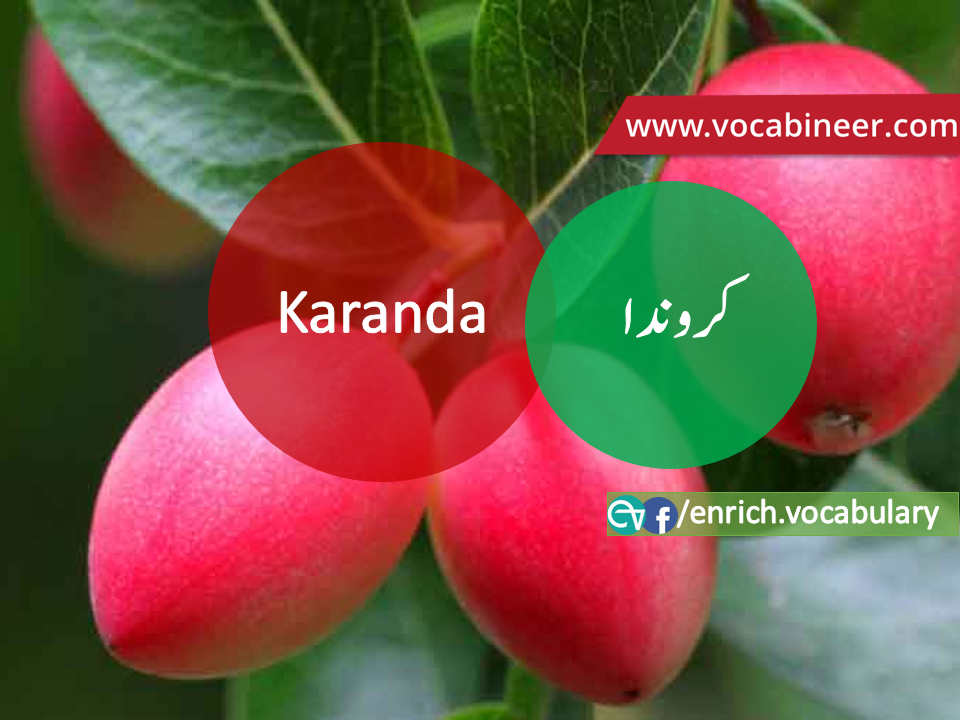 Fruits Vocabulary with Urdu / Hindi, Pictures vocabulary in Urdu, Fruits names with pictures, Fruits vocabulary in Urdu, Names of fruits with pictures, Fruits names with pictures, Vocabulary about fruits, Fruits names., Vocabulary in Urdu, Vocabulary for IELTS, Vocabulary list, Vocabulary Urdu to English, Vocabulary words with meaning, Vocabulary for spoken English, Vocabulary words for A level, Vocabulary words for O level, Vocabulary words for CSS, Vocabulary words for kids, Vocabulary words for GRE, Vocabulary words for TOEFL, Urdu to English Vocabulary, vocabulary for daily use, English words and meanings, list of daily used english words, spoken english words list, english words used in daily life, vocabulary for fpsc, english vocabulary for css, daily use vocabulary, English vocabulary list, spoken english words list, Spoken English vocabulary, Common English words used in daily life, English to Hindi/Urdu vocabulary, English Vocabulary in Hindi / Urdu, English for UPSC / IAS exam, Daily used English vocabulary in Hindi / Urdu, Hindi / Urdu to English basic vocabulary, Daily life vocabulary in Hindi / Urdu,.wwwvocabineer.com