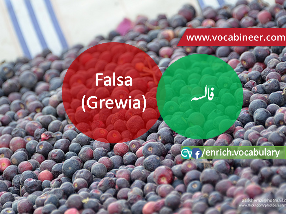 Fruits Vocabulary with Urdu / Hindi, Pictures vocabulary in Urdu, Fruits names with pictures, Fruits vocabulary in Urdu, Names of fruits with pictures, Fruits names with pictures, Vocabulary about fruits, Fruits names., Vocabulary in Urdu, Vocabulary for IELTS, Vocabulary list, Vocabulary Urdu to English, Vocabulary words with meaning, Vocabulary for spoken English, Vocabulary words for A level, Vocabulary words for O level, Vocabulary words for CSS, Vocabulary words for kids, Vocabulary words for GRE, Vocabulary words for TOEFL, Urdu to English Vocabulary, vocabulary for daily use, English words and meanings, list of daily used english words, spoken english words list, english words used in daily life, vocabulary for fpsc, english vocabulary for css, daily use vocabulary, English vocabulary list, spoken english words list, Spoken English vocabulary, Common English words used in daily life, English to Hindi/Urdu vocabulary, English Vocabulary in Hindi / Urdu, English for UPSC / IAS exam, Daily used English vocabulary in Hindi / Urdu, Hindi / Urdu to English basic vocabulary, Daily life vocabulary in Hindi / Urdu,.wwwvocabineer.com