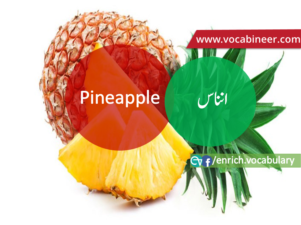 Fruits Vocabulary with Urdu / Hindi, Pictures vocabulary in Urdu, Fruits names with pictures, Fruits vocabulary in Urdu, Names of fruits with pictures, Fruits names with pictures, Vocabulary about fruits, Fruits names., Vocabulary in Urdu, Vocabulary for IELTS, Vocabulary list, Vocabulary Urdu to English, Vocabulary words with meaning, Vocabulary for spoken English, Vocabulary words for A level, Vocabulary words for O level, Vocabulary words for CSS, Vocabulary words for kids, Vocabulary words for GRE, Vocabulary words for TOEFL, Urdu to English Vocabulary, vocabulary for daily use, English words and meanings, list of daily used english words, spoken english words list, english words used in daily life, vocabulary for fpsc, english vocabulary for css, daily use vocabulary, English vocabulary list, spoken english words list, Spoken English vocabulary, Common English words used in daily life, English to Hindi/Urdu vocabulary, English Vocabulary in Hindi / Urdu, English for UPSC / IAS exam, Daily used English vocabulary in Hindi / Urdu, Hindi / Urdu to English basic vocabulary, Daily life vocabulary in Hindi / Urdu,.wwwvocabineer.com