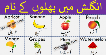 Fruits Name in Urdu, Hindi and English Translation. Fruits names Vocabulary is given with Pictures, Urdu and English Meanings. The article contains basic vocabulary about Fruits names with pictures.