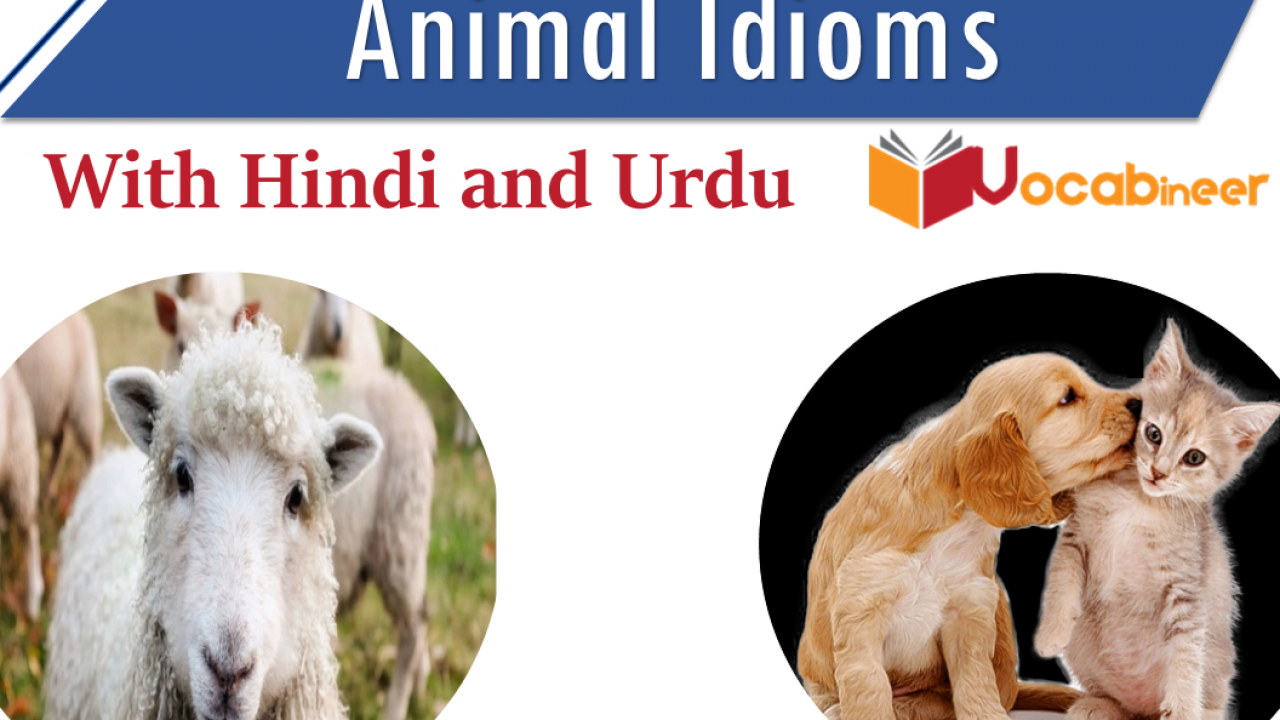 Animal Idioms With Hindi And Urdu Meanings