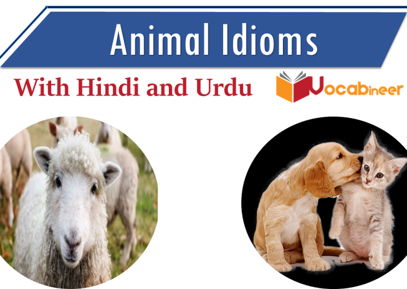 Animal idioms with Hindi and Urdu meanings