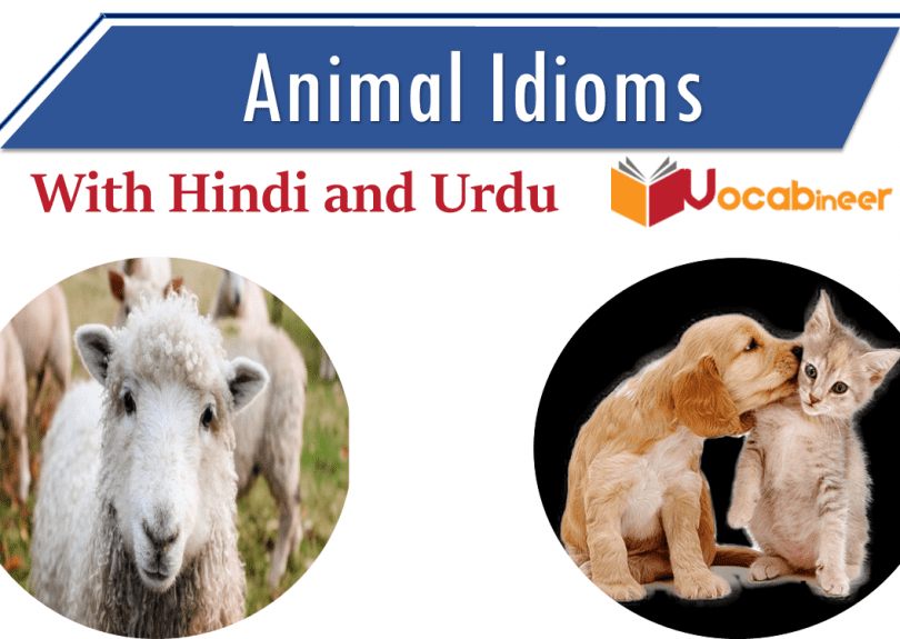 Animal idioms with hindi and urdu meanings and translation Idioms about animals. Idioms related to Animals PDF. Idioms for Animals with translation.