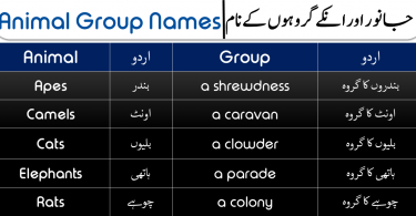 Animal Group Names with Urdu and Hindi Meanings