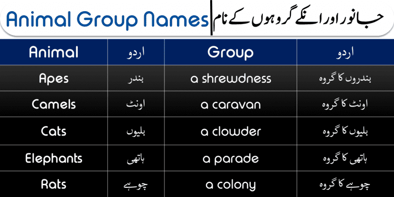 Animal Group Names with Urdu and Hindi Meanings