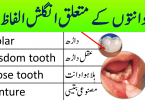 Dental Vocabulary in English with Urdu and Hindi meanings