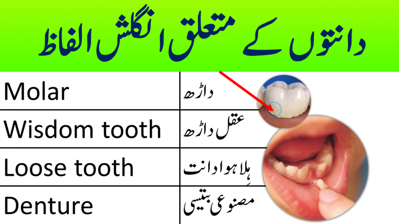 Dental Vocabulary in English with Urdu and Hindi meanings