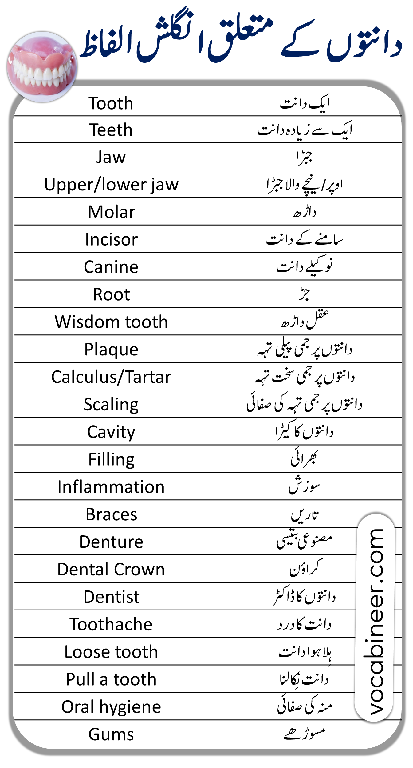 dental vocabulary in english