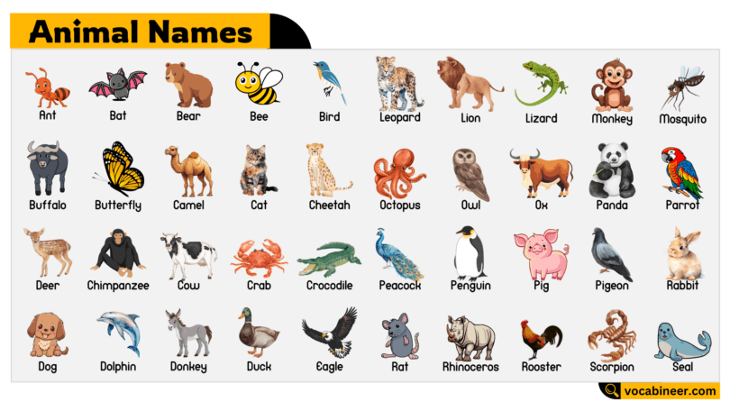 Animal Names with Pictures for English Learners