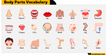 Body Parts Names – Learn Essential Human Anatomy