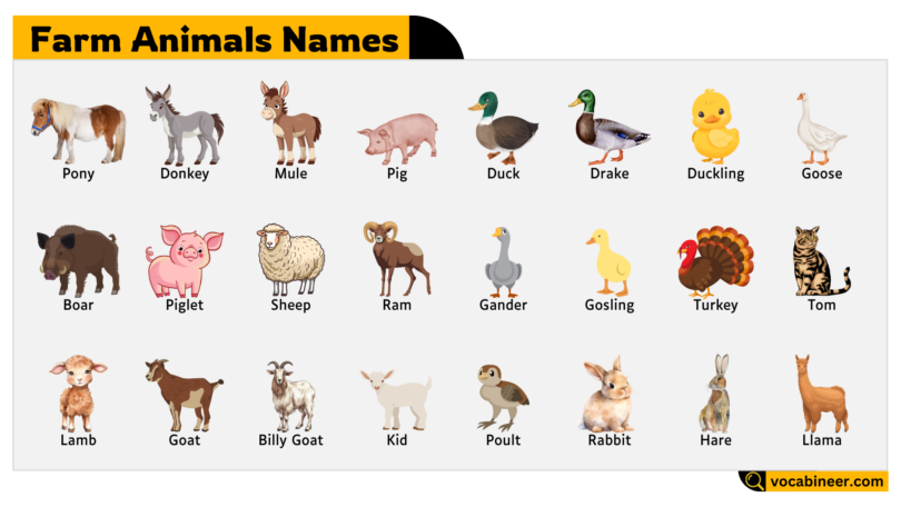 Farm Animals Names – Learn Common Farm Animal Names
