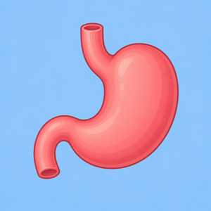 Stomach