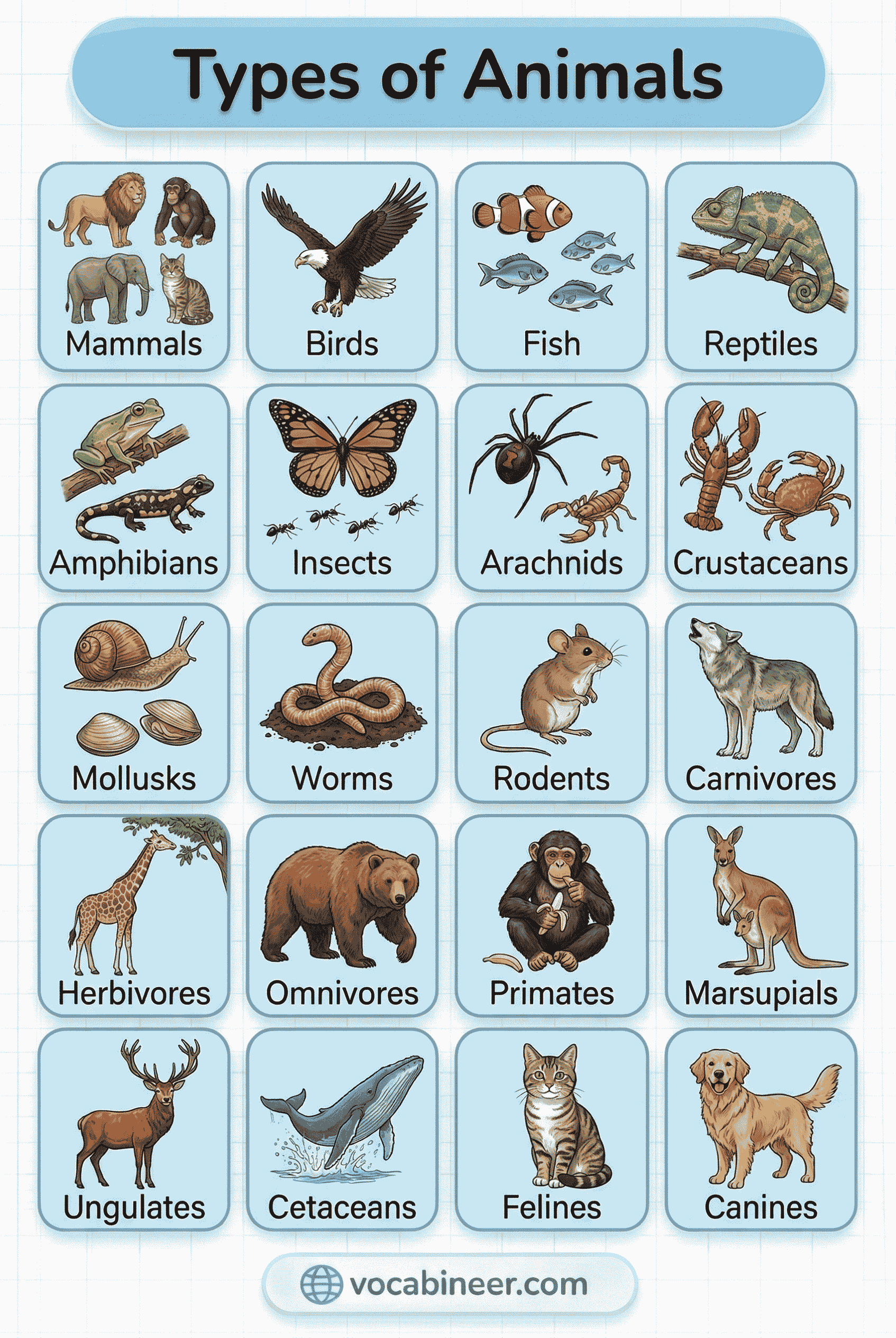 Types of animals names in English with pictures including wild animals, farm animals, pets, and birds for ESL learners