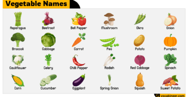 Vegetable Names English Vocabulary