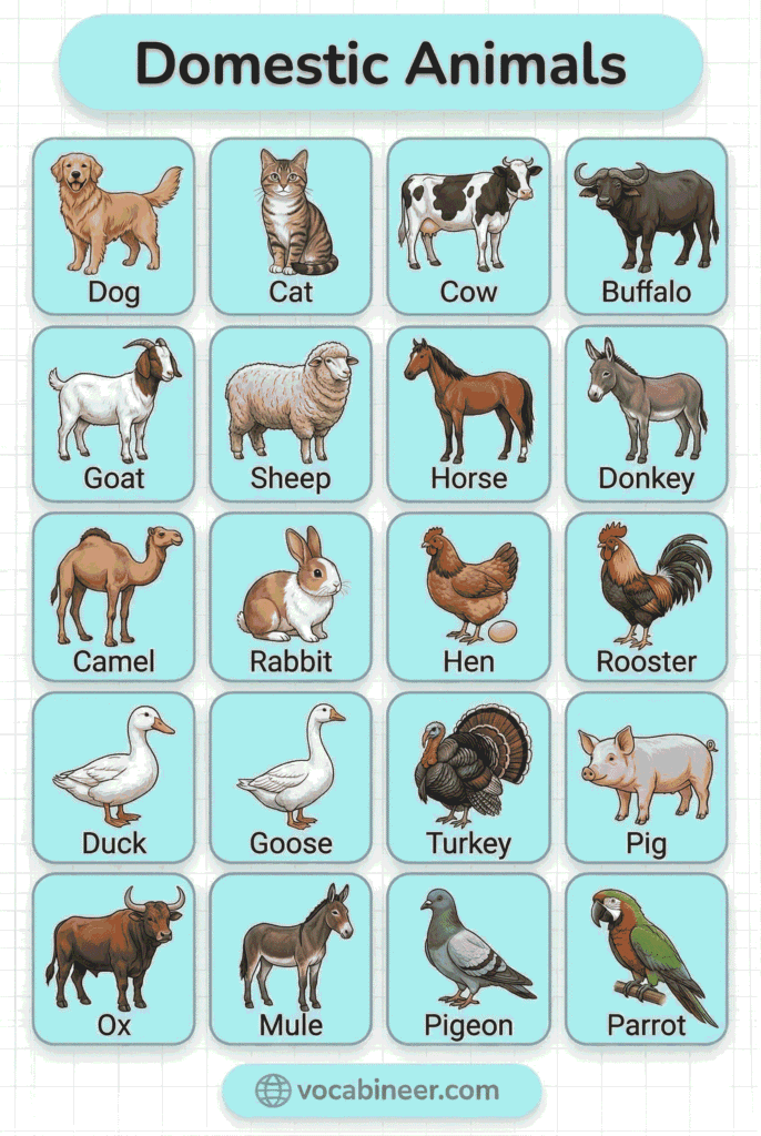 Domestic animals names in English with labeled pictures for ESL learners