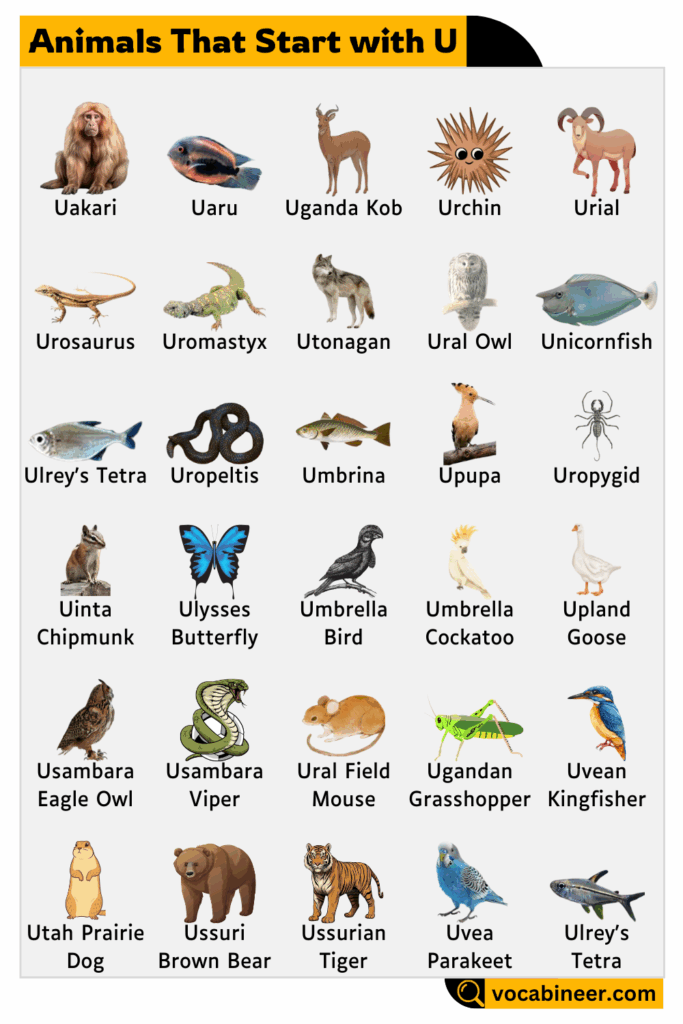 Animals names starting from U letter showing wild, domestic, and marine species in natural habitats.
