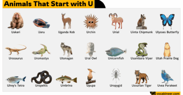Animals Names Starting from U Letter with pictures