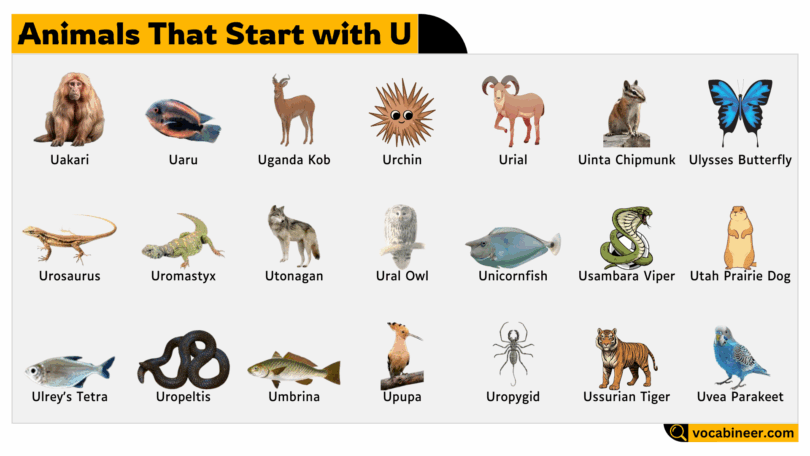 Animals Names Starting from U Letter with pictures