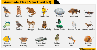 21 Animals Names from Q Letter
