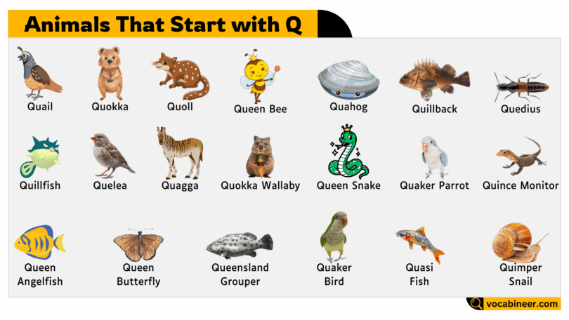 21 Animals Names from Q Letter