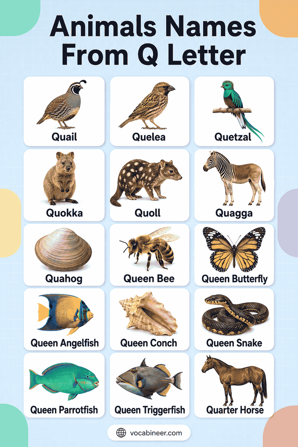 Animals Names that Start with Q with Pictures