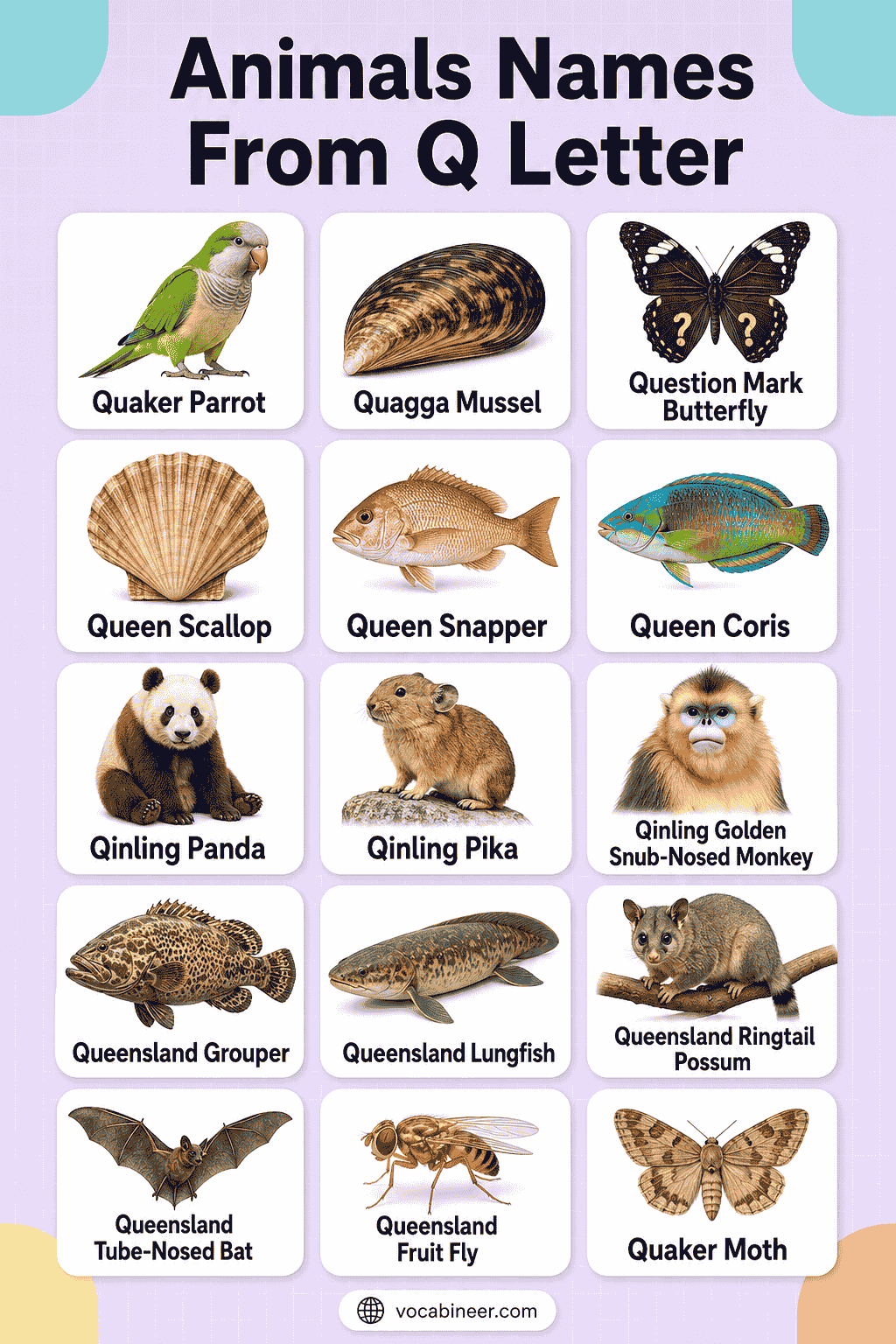 Common Animal Names Beginning with Q in English