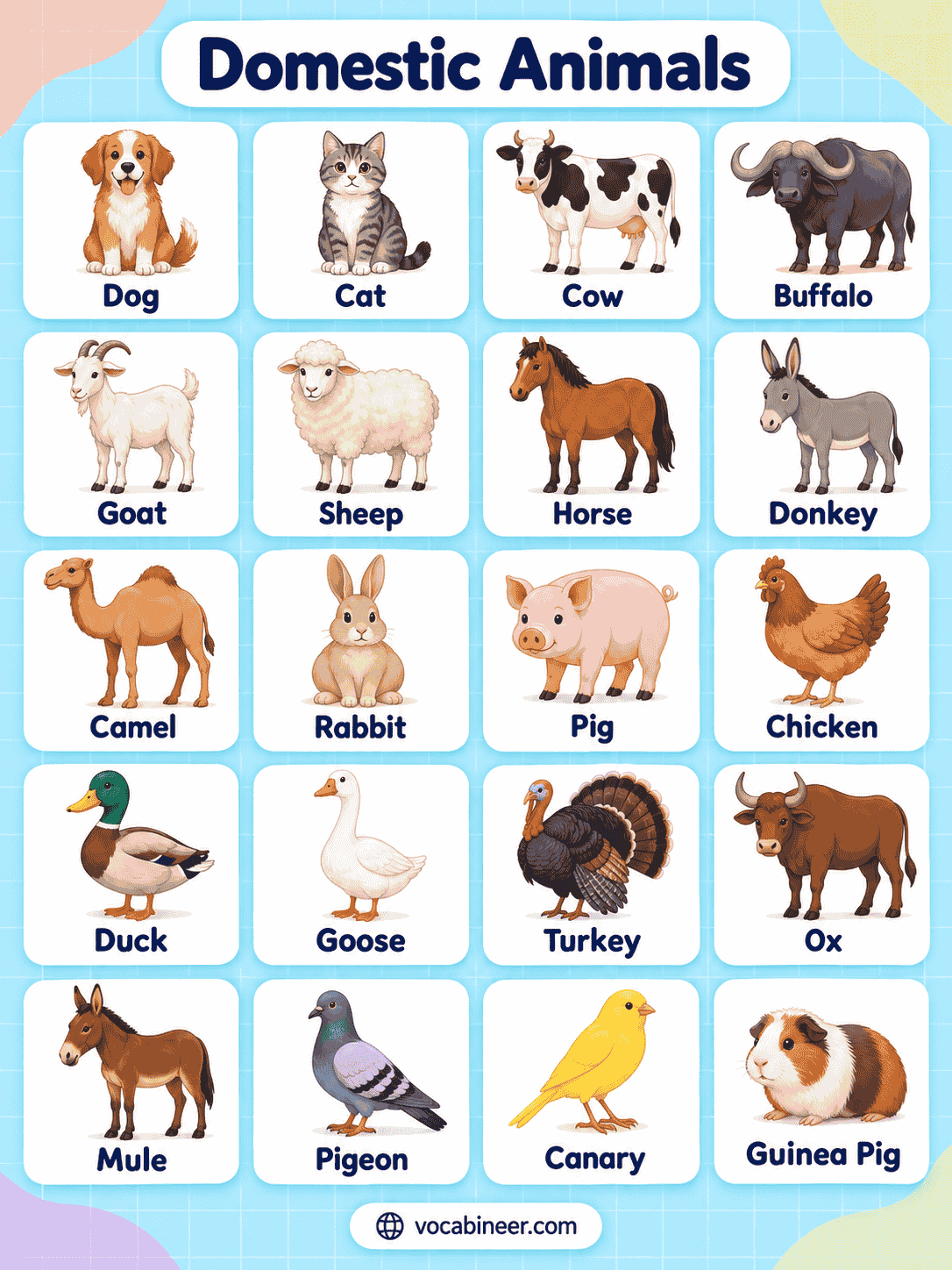 Common Domestic Animals Names with Pictures
