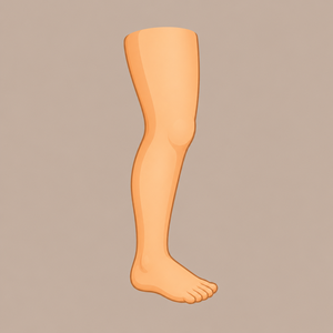 Leg
