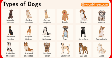 100 Types of Dogs Breed Names with Pictures