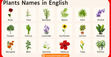 100 Types of Plants Names with Pictures