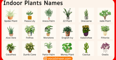 50 Indoor Plants Names in English and Pictures