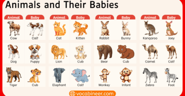 Animals and their Babies Names in English with Pictures