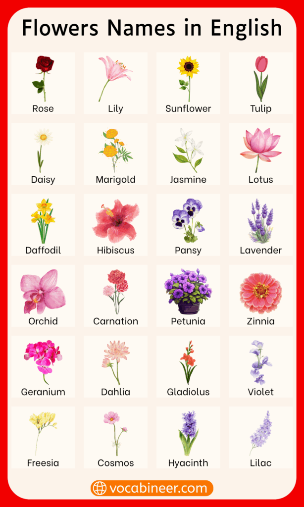 Common Flower Names in English Used in Daily Life