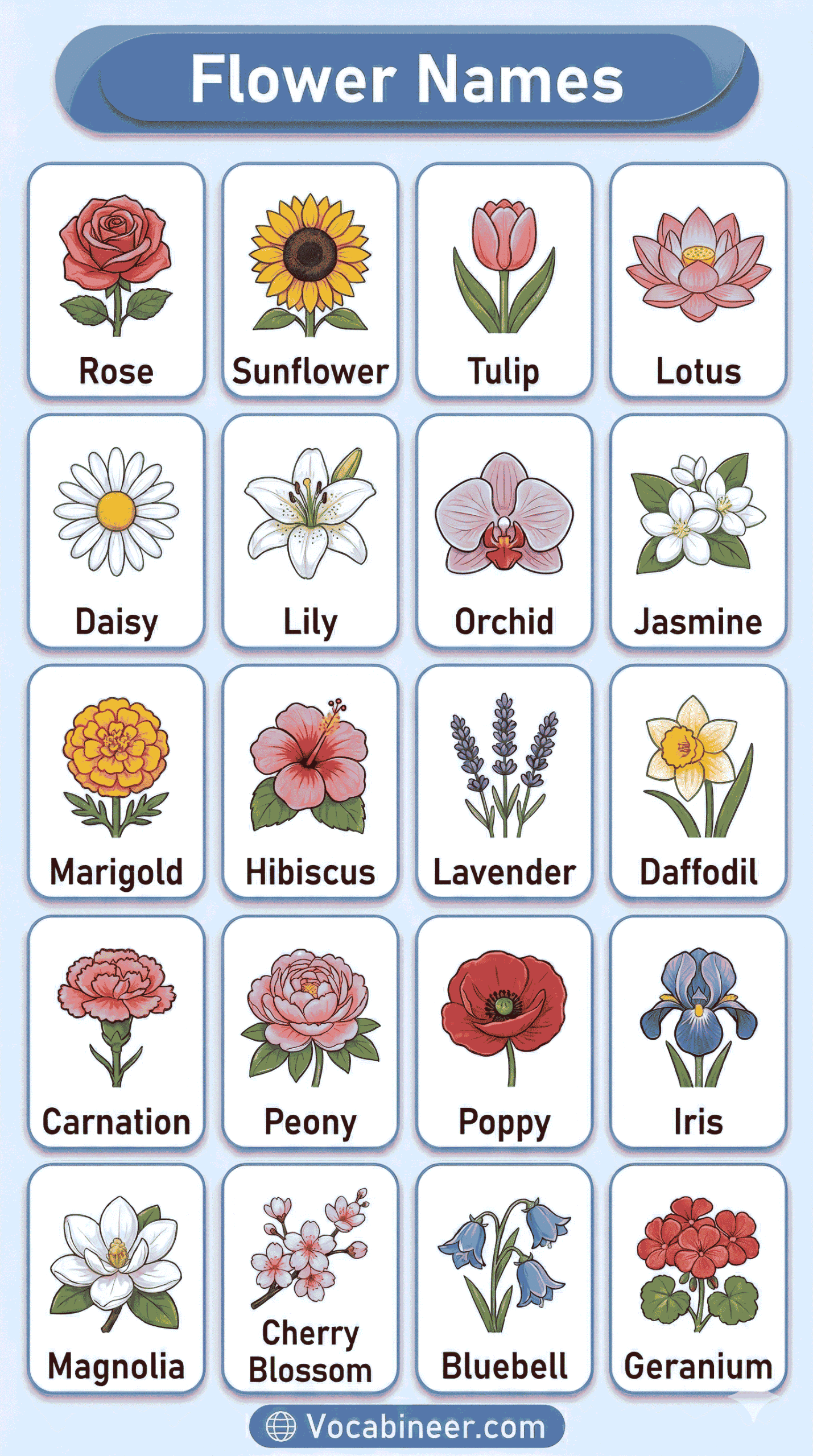 Complete list of flower names in English with pictures in a visual guide