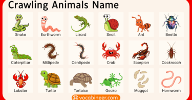 Crawling Animals Name in English with Pictures