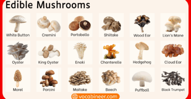 Edible Mushroom Names with Pictures for Easy Learning