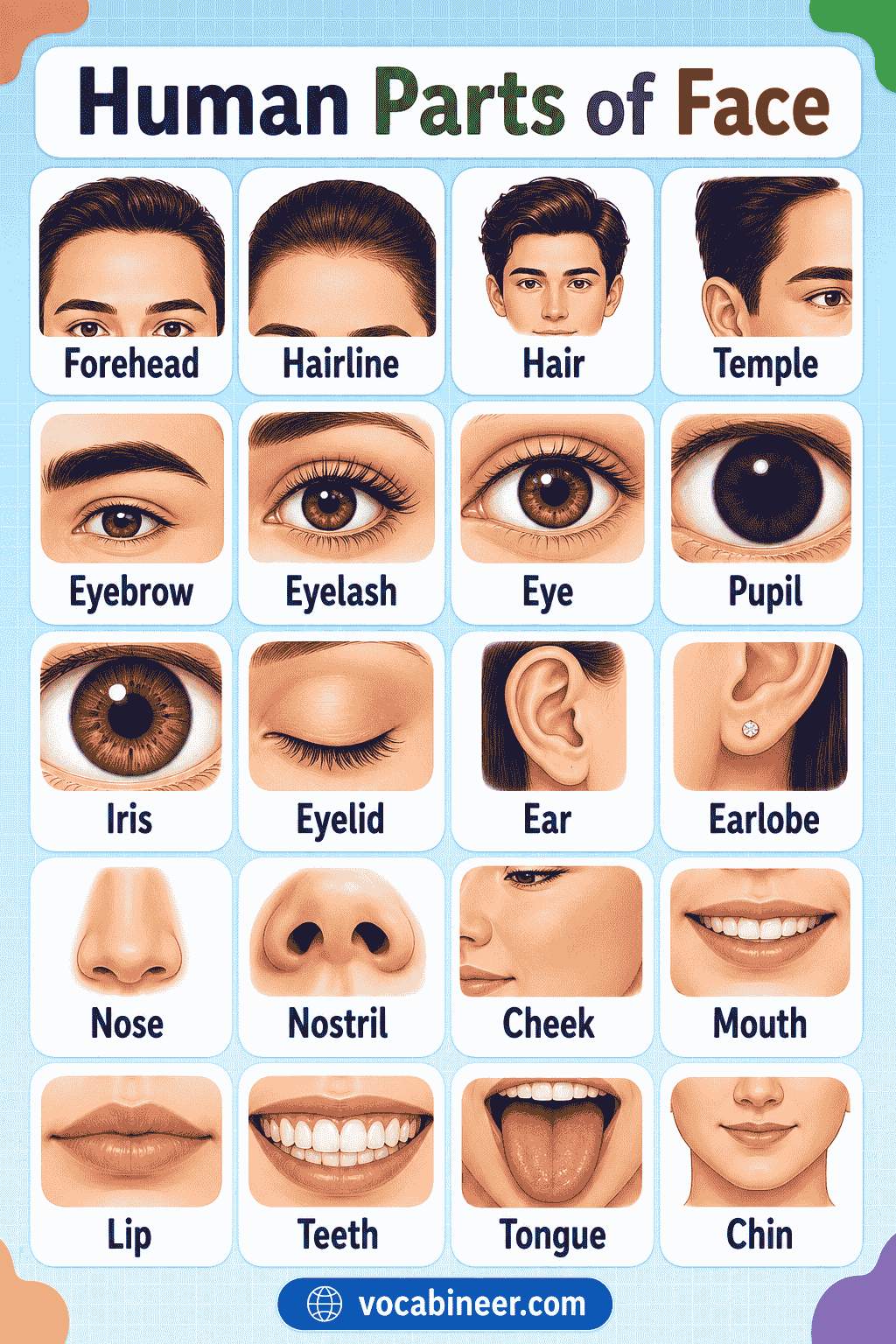 Face Parts Names and Their Functions